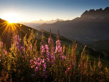 Sunrise over wildflowers in the mountains.